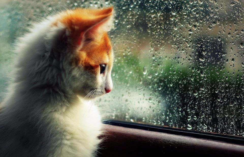 Чем себя занять дома, когда на улице плохая погода и идет дождь – Люкс ФМ